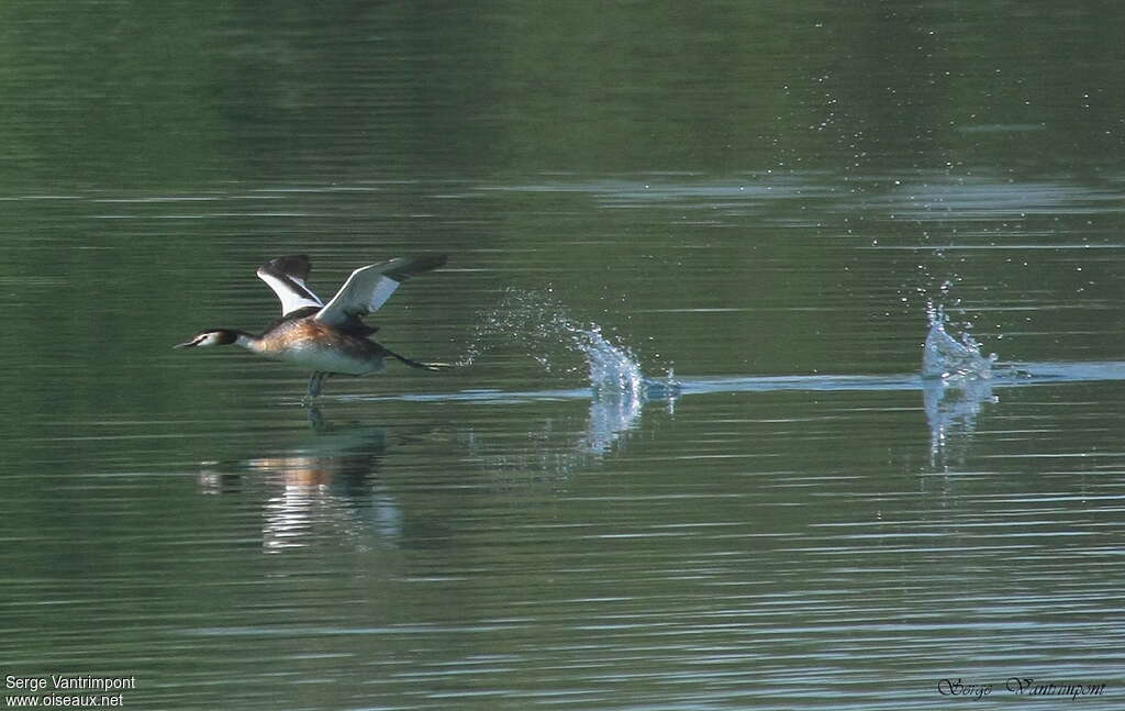 Great Crested Grebeadult, Flight