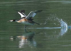 Great Crested Grebe