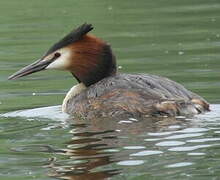 Great Crested Grebe