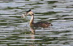 Great Crested Grebe