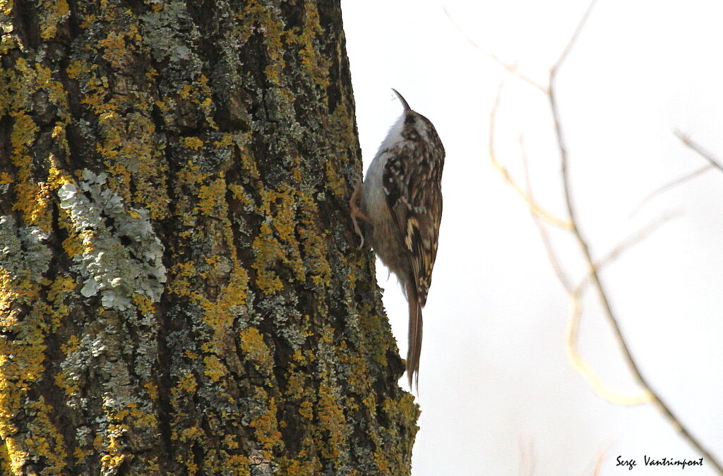 Short-toed Treecreeperadult, Flight