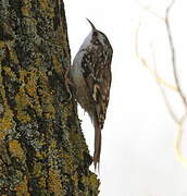 Short-toed Treecreeper