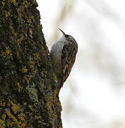 Short-toed Treecreeper