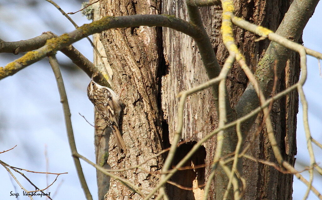 Short-toed Treecreeperadult, Flight