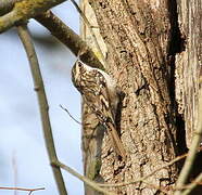 Short-toed Treecreeper