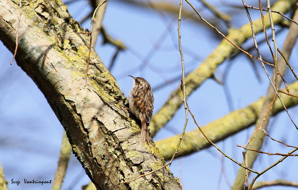 Short-toed Treecreeperadult, Flight