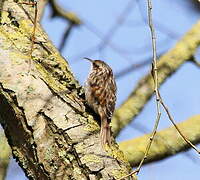 Short-toed Treecreeper