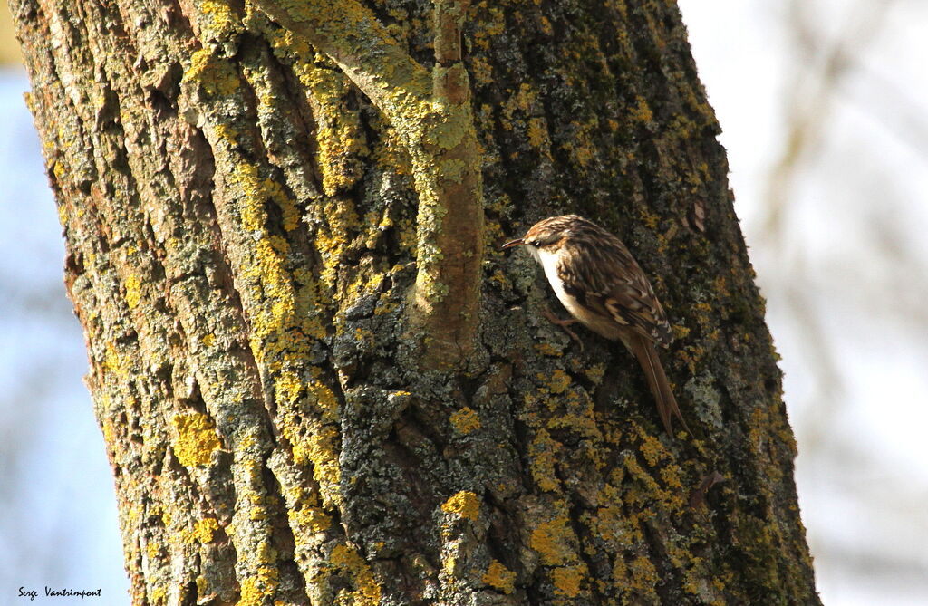 Short-toed Treecreeperadult, Flight