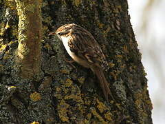 Short-toed Treecreeper