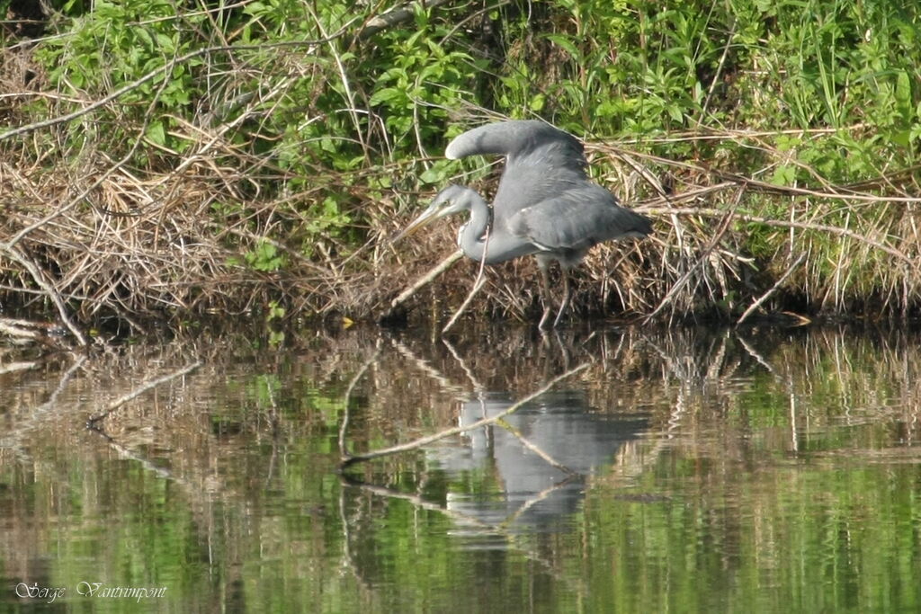 Grey Heronadult, Behaviour