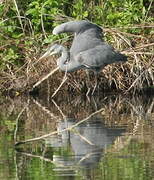 Grey Heron