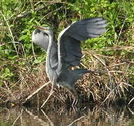 Grey Heron