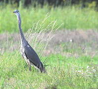 Grey Heron