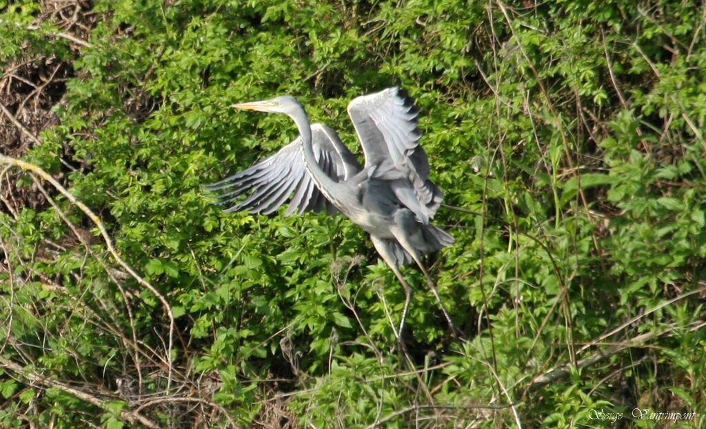 Grey Heronadult, Flight