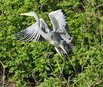 Grey Heron