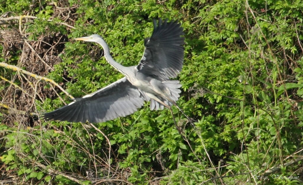 Grey Heronadult, Flight