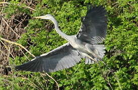 Grey Heron