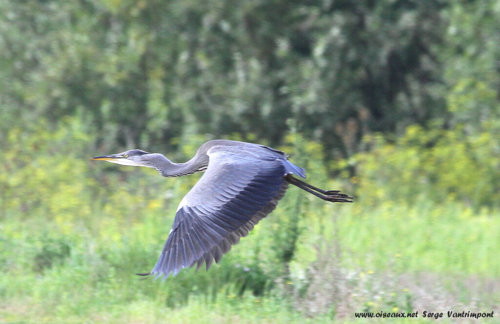 Grey Heronadult, Flight