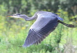 Grey Heron