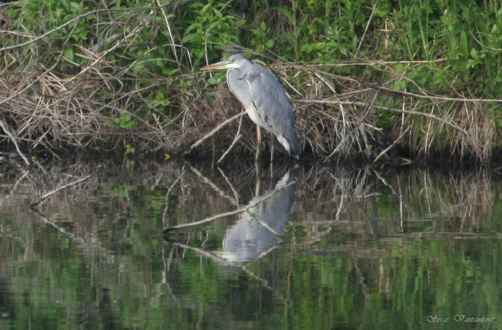 Grey Heronadult, Behaviour