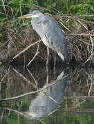 Grey Heron