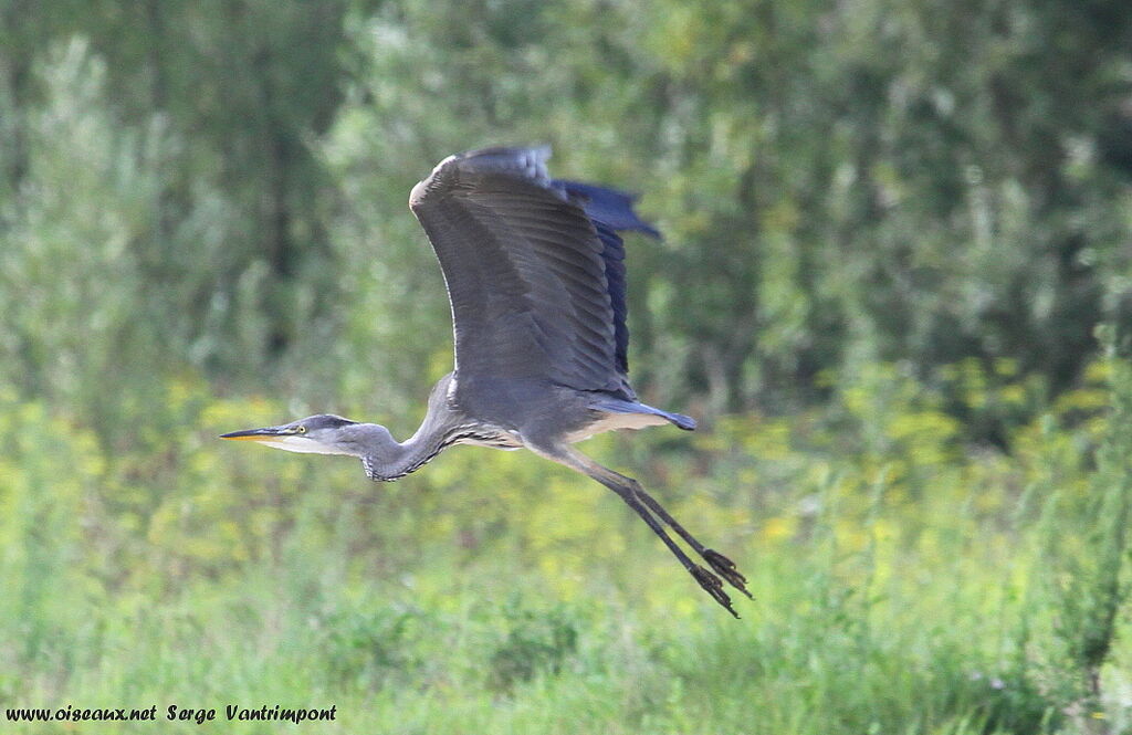 Grey Heronadult, Flight