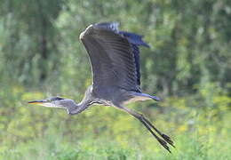 Grey Heron