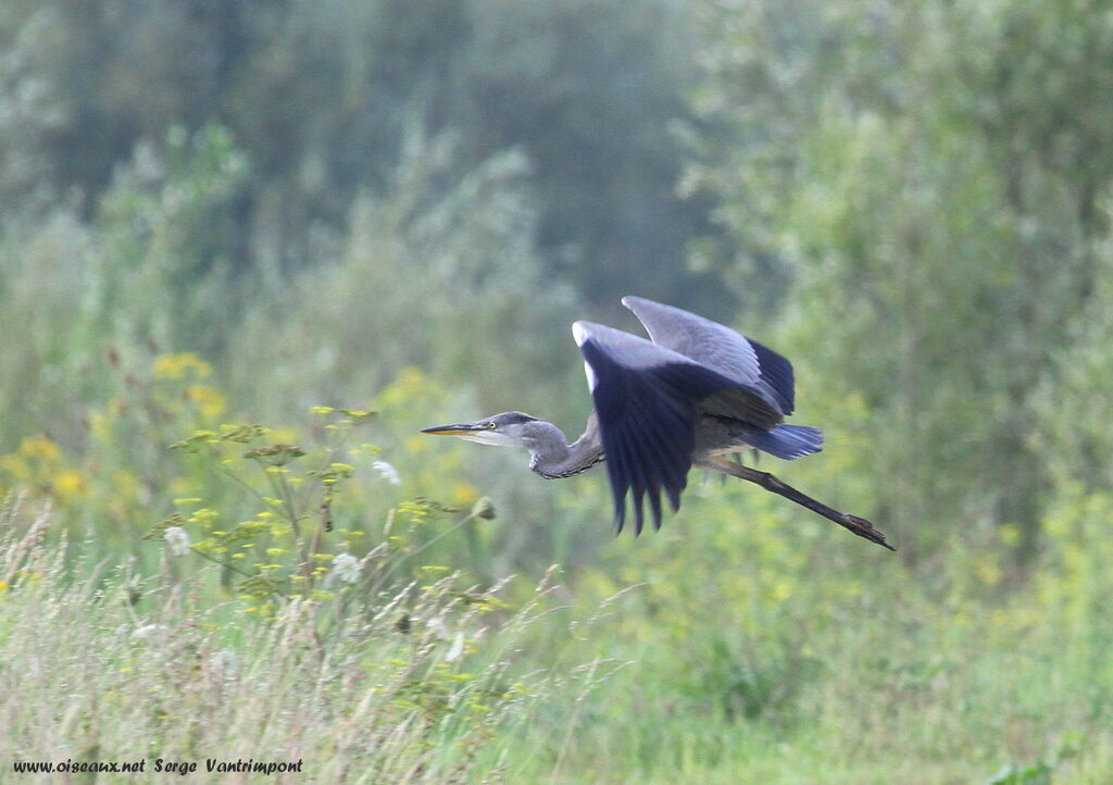 Grey Heronadult, Flight