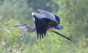 Grey Heron