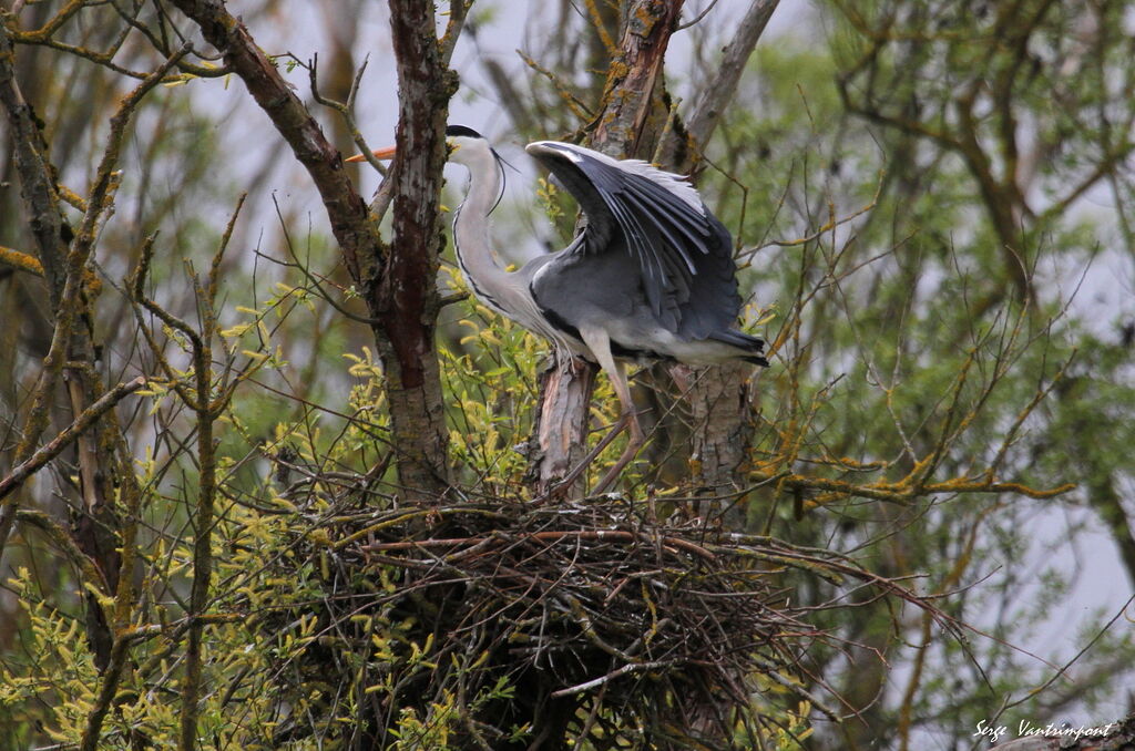 Grey Heronadult, Reproduction-nesting