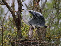 Grey Heron