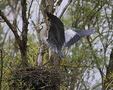 Grey Heron