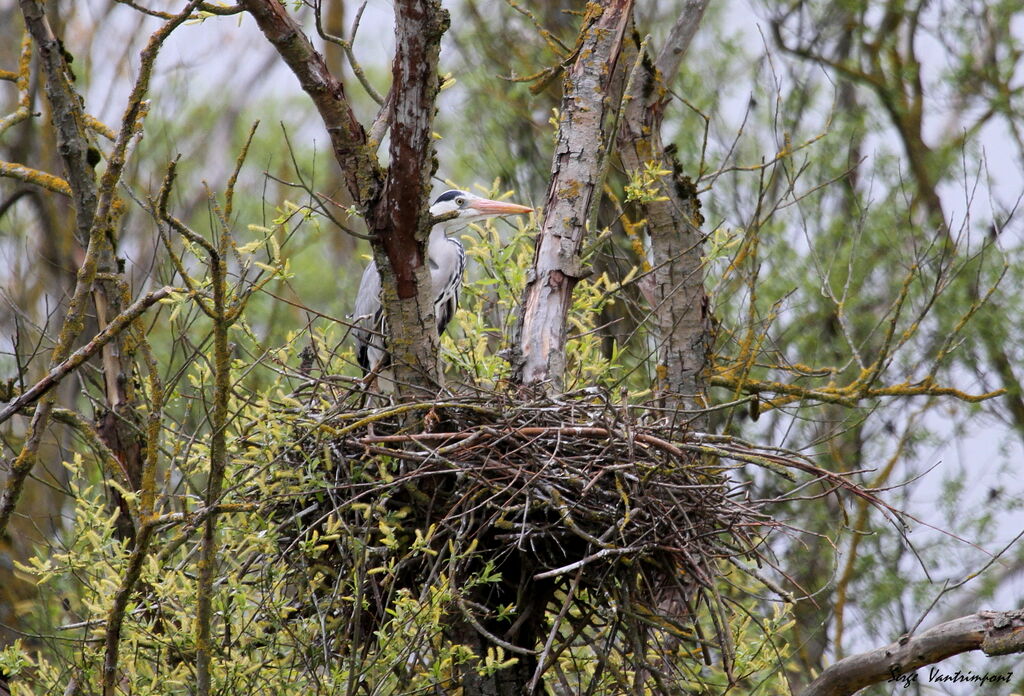 Grey Heronadult, Reproduction-nesting