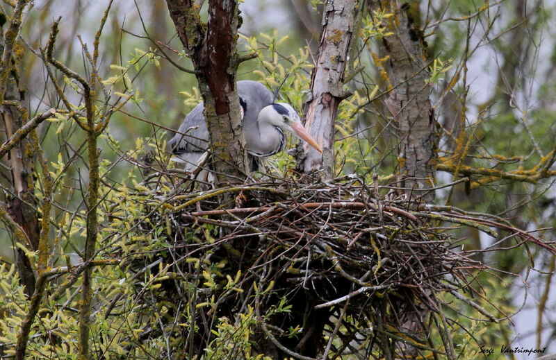 Grey Heron, Reproduction-nesting