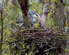 Grey Heron