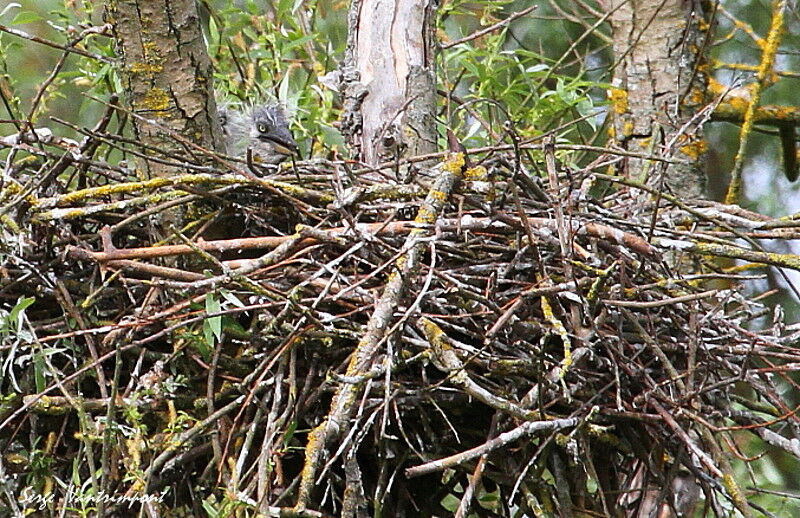 Grey HeronFirst year, Reproduction-nesting