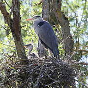 Grey Heron