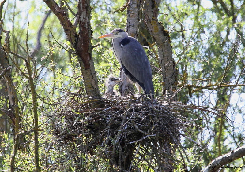 Grey Heron female First year, Reproduction-nesting