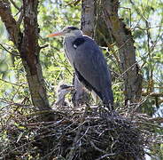 Grey Heron