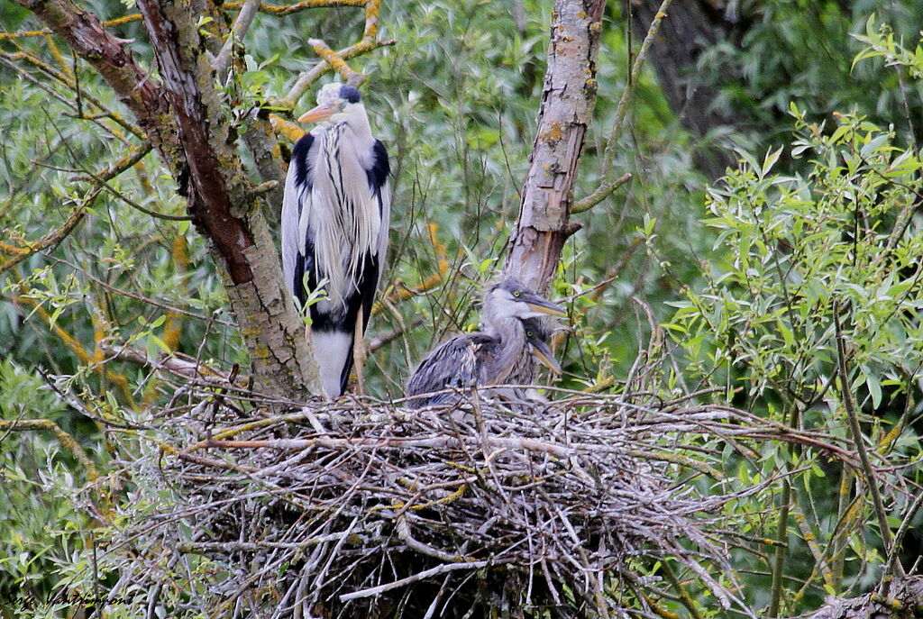 Grey Heron female First year, Reproduction-nesting