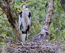 Grey Heron