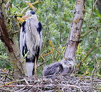 Grey Heron