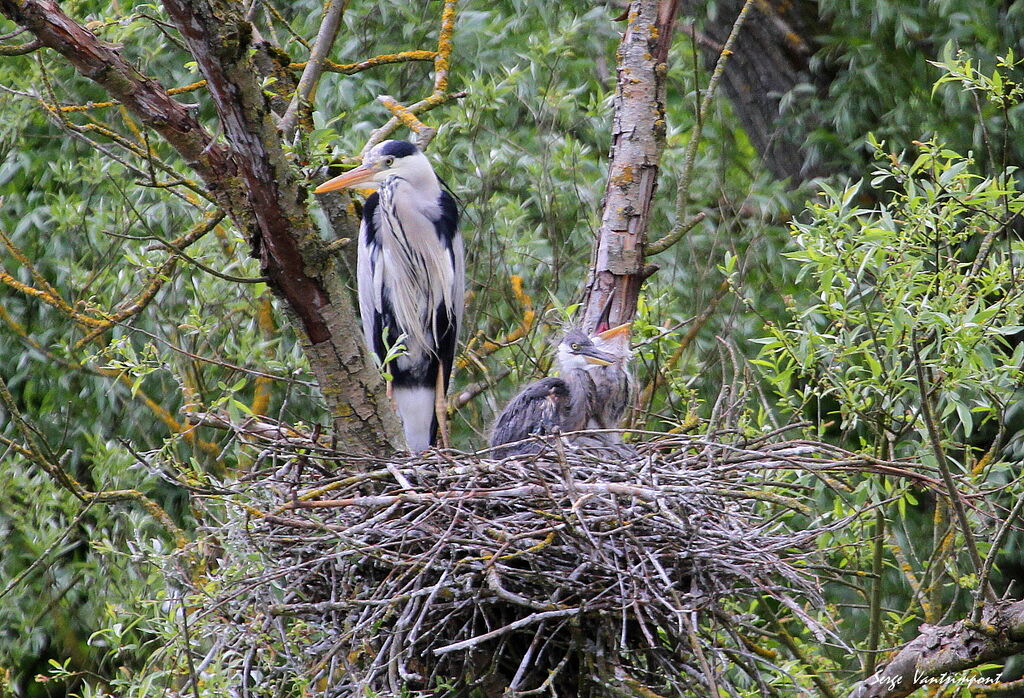 Grey Heron female First year, Reproduction-nesting