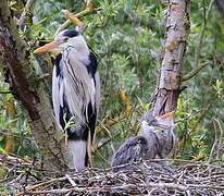 Grey Heron