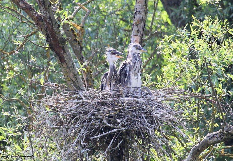 Grey HeronFirst year, Reproduction-nesting