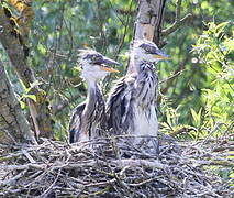 Grey Heron