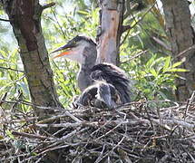 Grey Heron