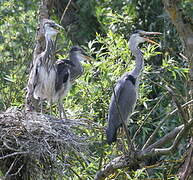 Grey Heron