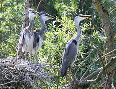 Grey Heron