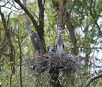 Grey Heron